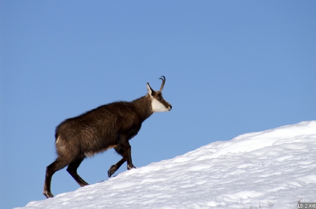 PICT8190.jpg - Sem9: chamois au Charmant-Som (Alpes, Massif de la Chartreuse)