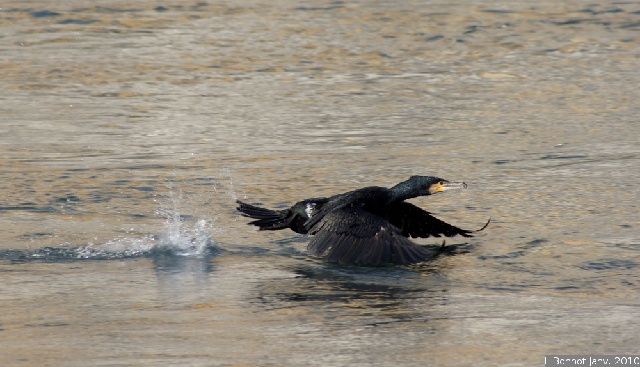 DSC00094.JPG - [Janvier] Cormoran au décolage sur l'Isère à Grenoble