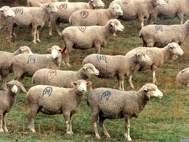 moutons.jpg - Moutons sur le plateau de Sornin (Engins)