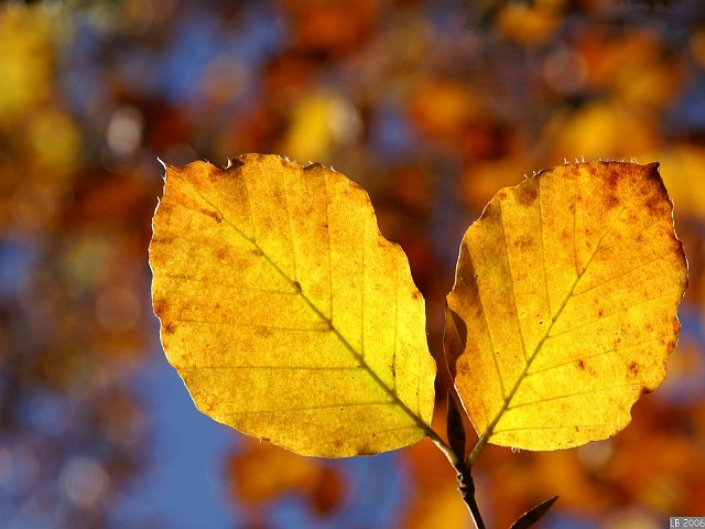 2feuilles_1.jpg