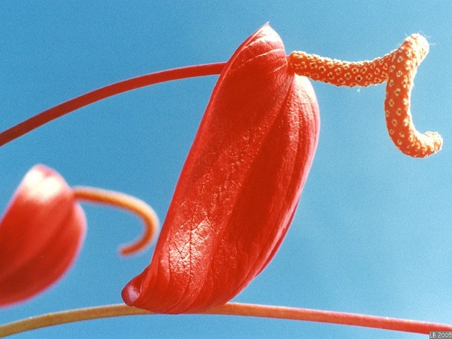 anthurium1.jpg - Anthuriums