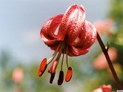 fleurs