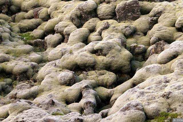 PICT1474.JPG - Tapis de laves moussues de l'Eldhraun (coulées du Laki, situé à 40kmau nord, dont l'éruption de 1783 décima 20% de la population)