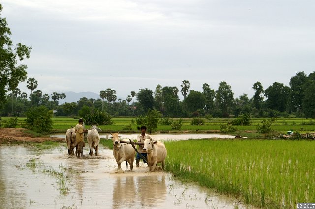 PICT5907.JPG - Rizières au Cambodge