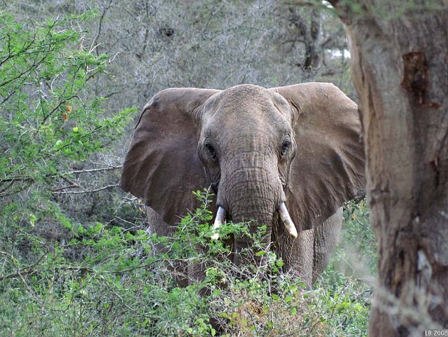 PICT0027.JPG - Eléphant au sanctuaire de Taïta Hills
