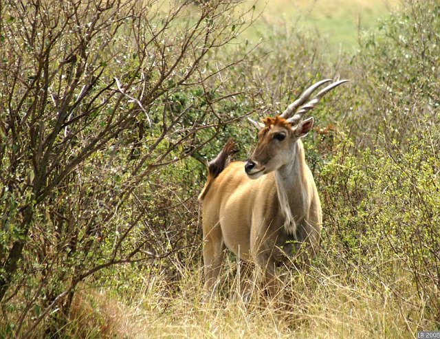 PICT9209.JPG - Eland du Cap dans le Parc National Masaï-Mara