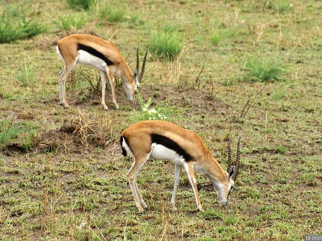 PICT9213.JPG - Gazelles de Thomson dans le Parc National Masaï-Mara
