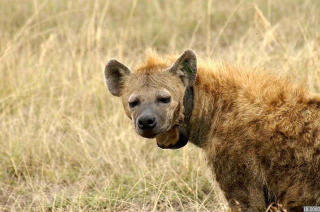 PICT9240.JPG - Hyène tachetée au Parc National Masaï-Mara