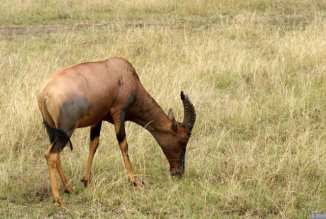 PICT9244.JPG - Topi dans le Parc National Masaï-Mara