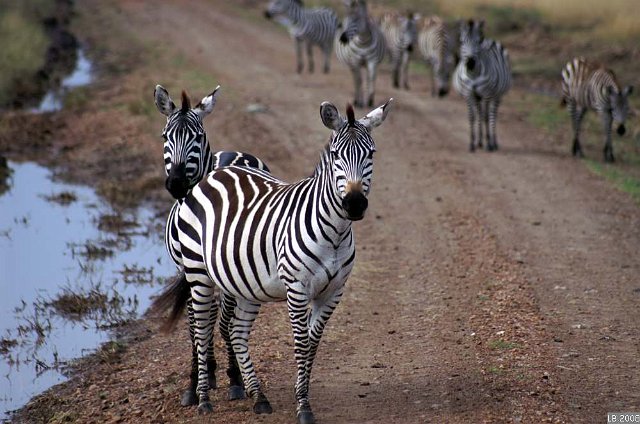 PICT9364.JPG - Zèbres dans le Parc National Masaï-Mara