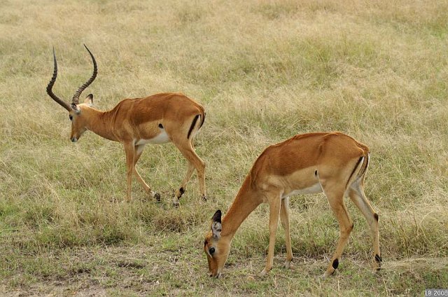 PICT9431.JPG - Impalas (Parc National Masaï-Mara)