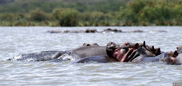 PICT9689.JPG - Hippopotames au lac Naivasha