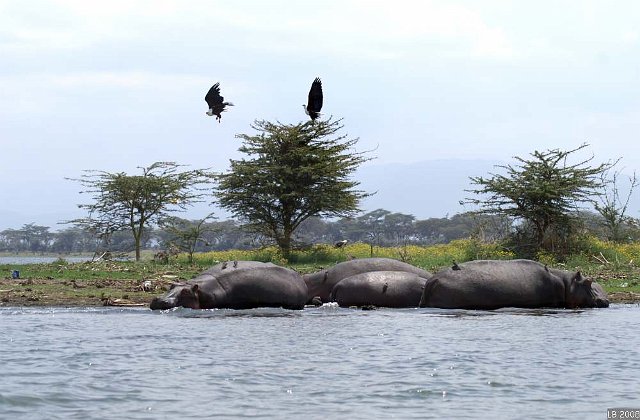 PICT9759.JPG - Aigles pêcheurs et hippopotames (Lac Naivasha)