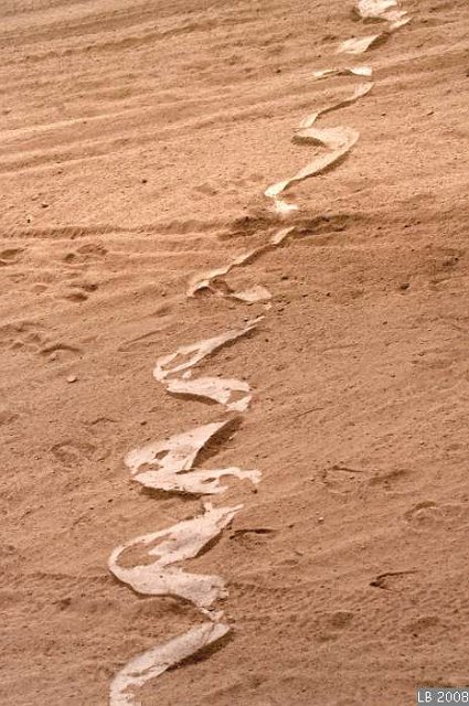 PICT9809b_1.jpg - Trace de serpent au Parc National de Amboseli