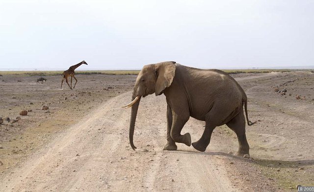 PICT9862.JPG - Eléphant et girafe au Parc National Amboseli