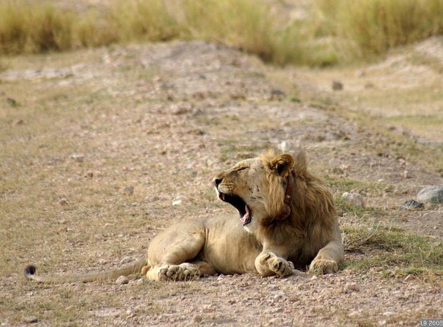 PICT9871.JPG - Lion fatigué au Parc National d'Amboseli
