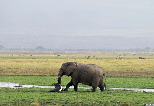 PICT9931.JPG - Eléphants au Parc National Amboseli
