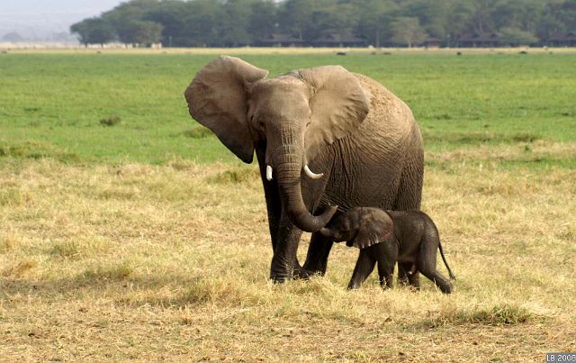 PICT9940.JPG - Eléphants au Parc National Amboseli