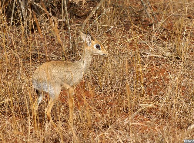 PICT9993.JPG - Antilope Dik-Dik à Taïta Hills